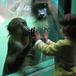 Al mono se le entrena, al ser humano se le educa